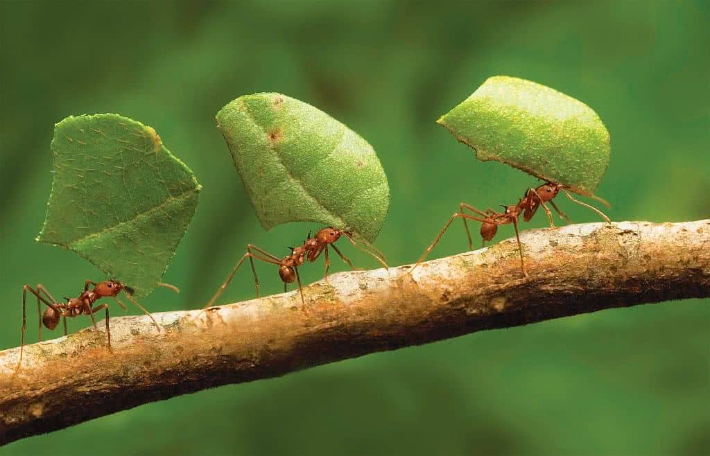 formigas cortadeiras