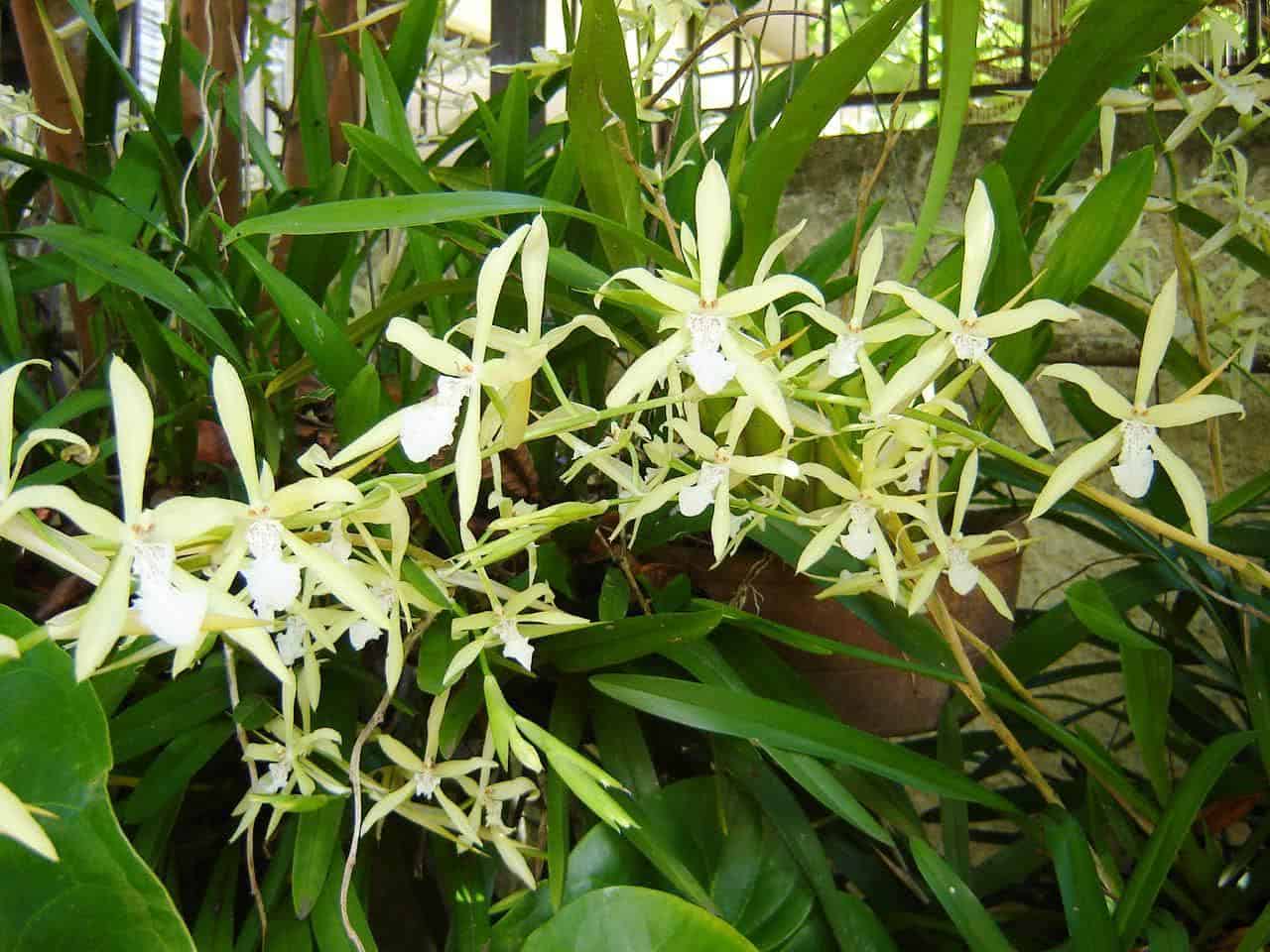 Orquídea Miltonia flavescens