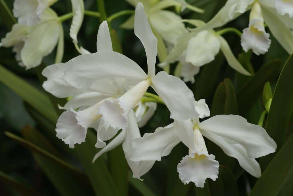 Orquídea Lélia Branca (Laelia Lobata)