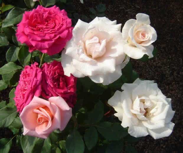 Muitas rosas são cultivadas para perfumes