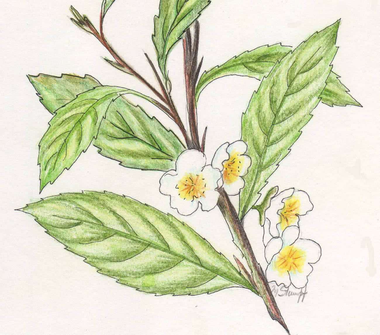 Chá da india - camilla sinensis