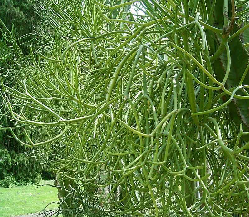 Euphorbia tirucalli - aveloz