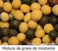 Mostarda (Brassica alba) sementes