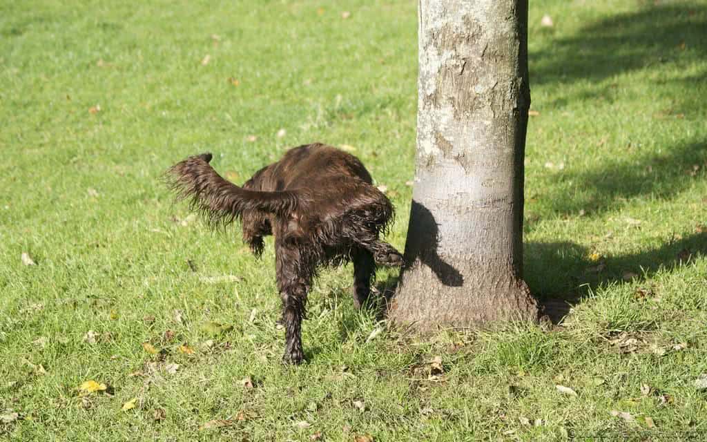 cachorro fazendo xixi na árvore