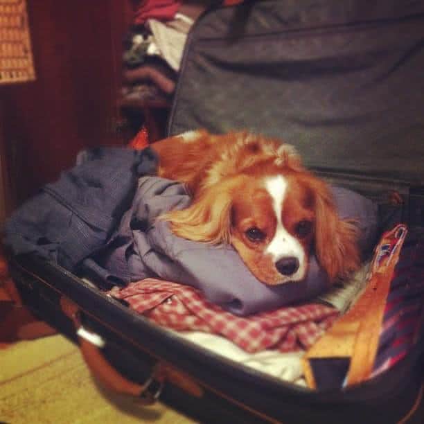 cachorro em cima de mala de viagem