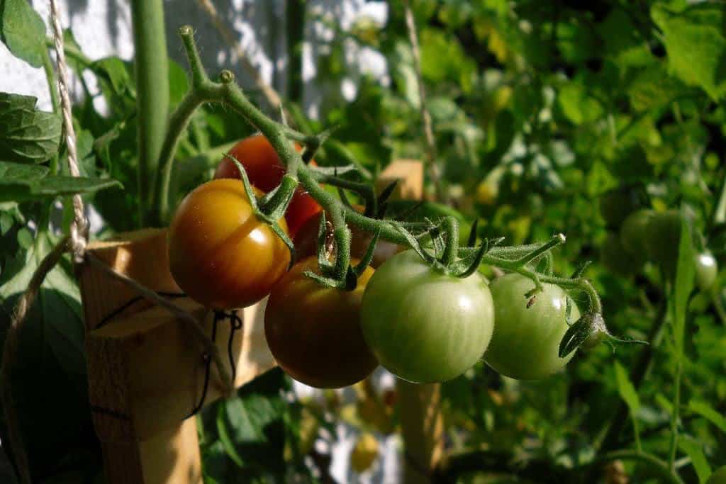 tomates caseiros