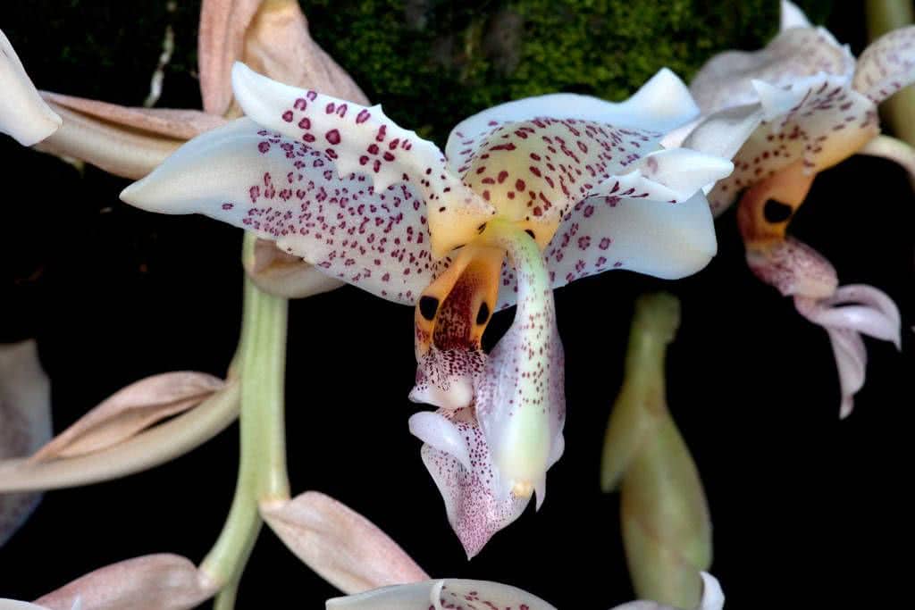 Orquídea Stanhopea Oculata
