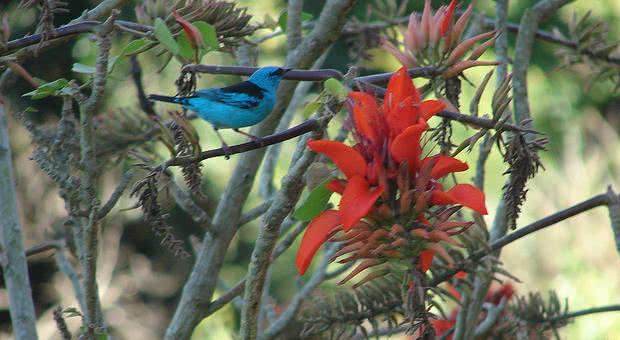 pássaro em flor de mulungu
