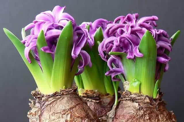 jacinto - hyacinthus