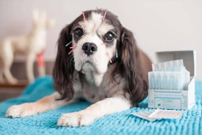 acupuntura cão
