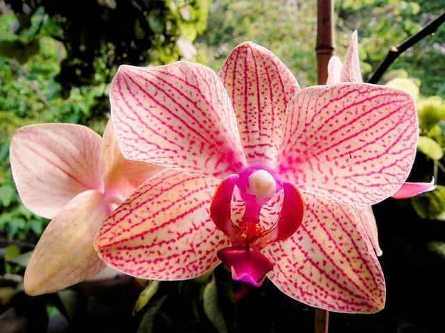 orquídea Phalaenopsis
