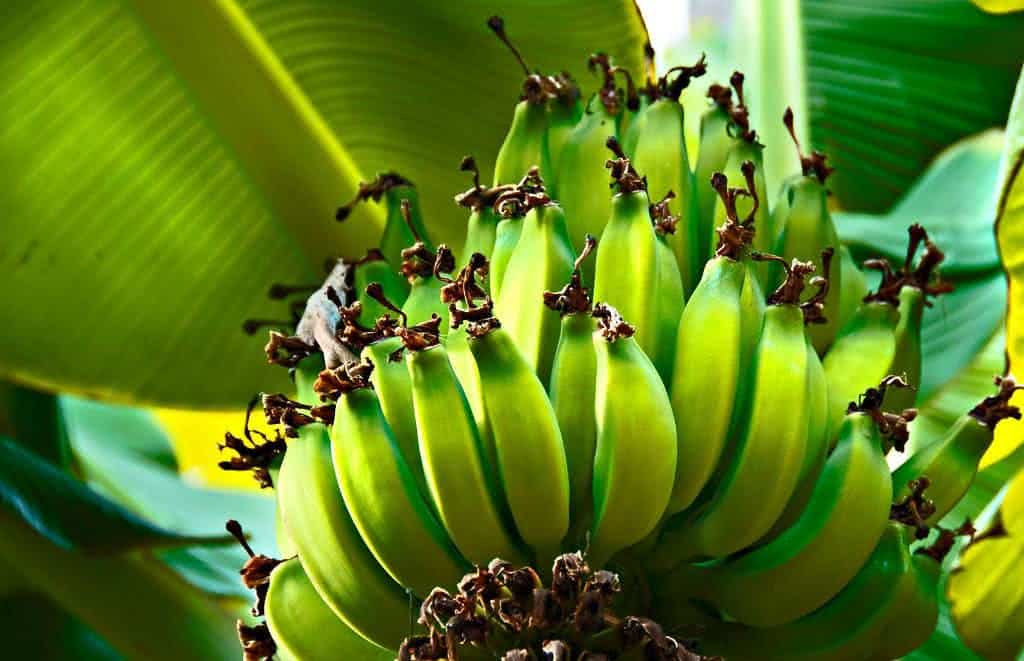 bananeira bananas