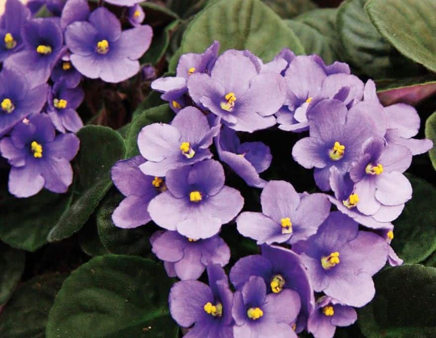 violetas africanas