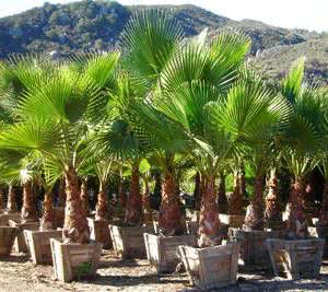 palmeira washingtonia robusta