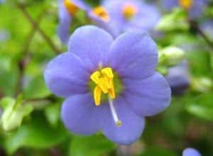 flor da violeta-persa