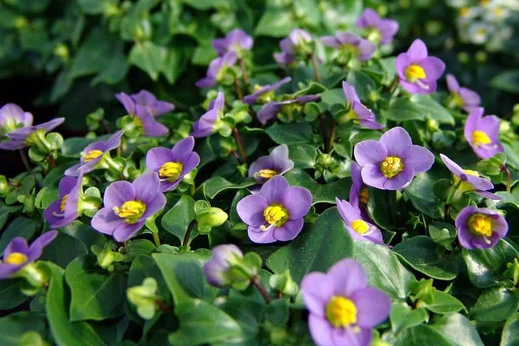 violeta-persa