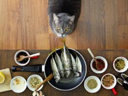 alimentação caseira para gatos