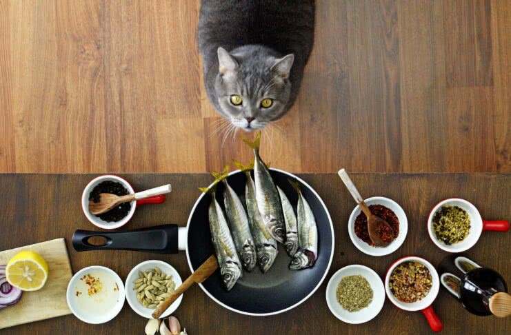 alimentação caseira para gatos