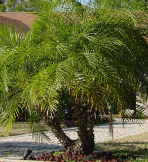 palmeira resistente ao vento