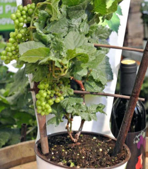 plantar uva em vasos