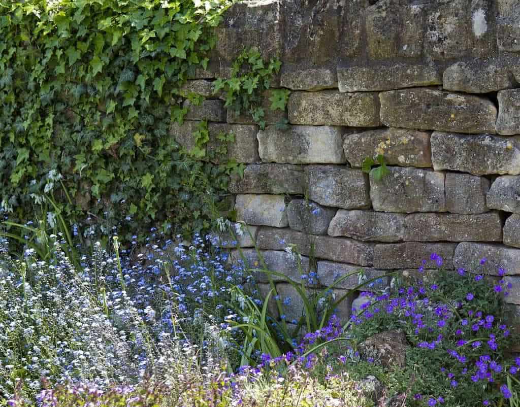 plantas em muros de pedra