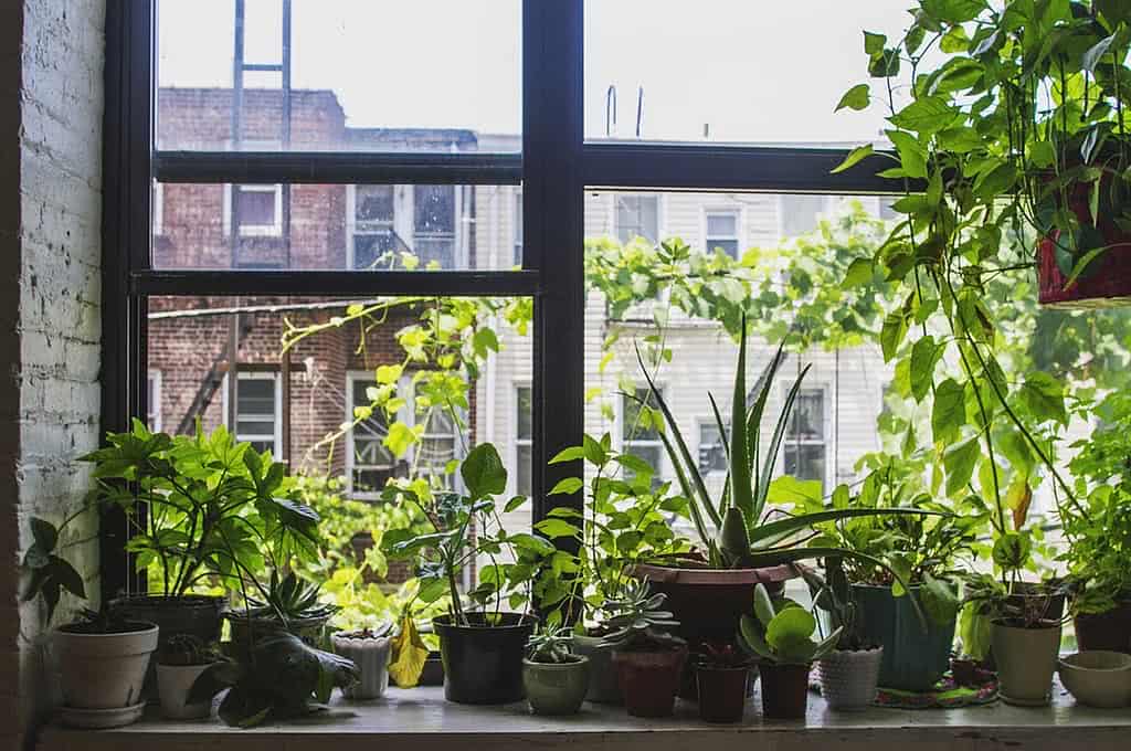plantas janela