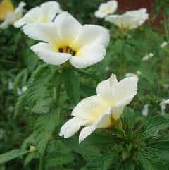 chanana - flor do guaruja