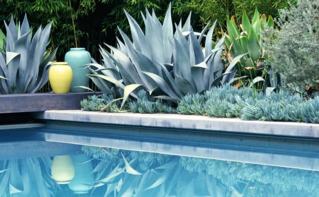 suculentas e cactus para o paisagismo da piscina