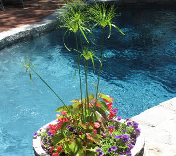 plantas para o paisagismo da piscina