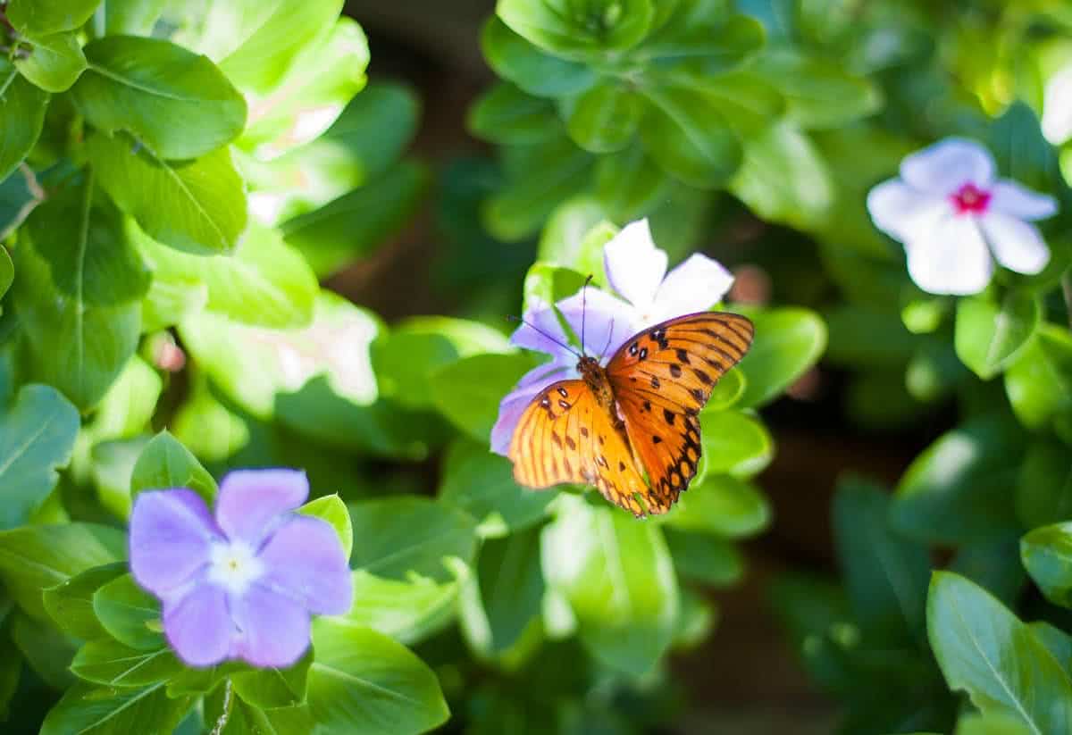 plantas que chamam borboletas