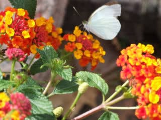 flores que atraem borboletas