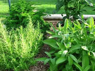horta orgânica com ervas e pimentao