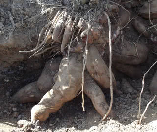 colheita da batata yacon