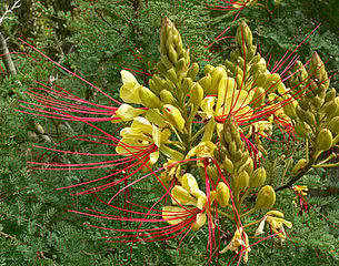 flor-de-indio