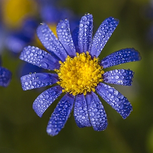 Margarida-Azul (Felícia amelloides)