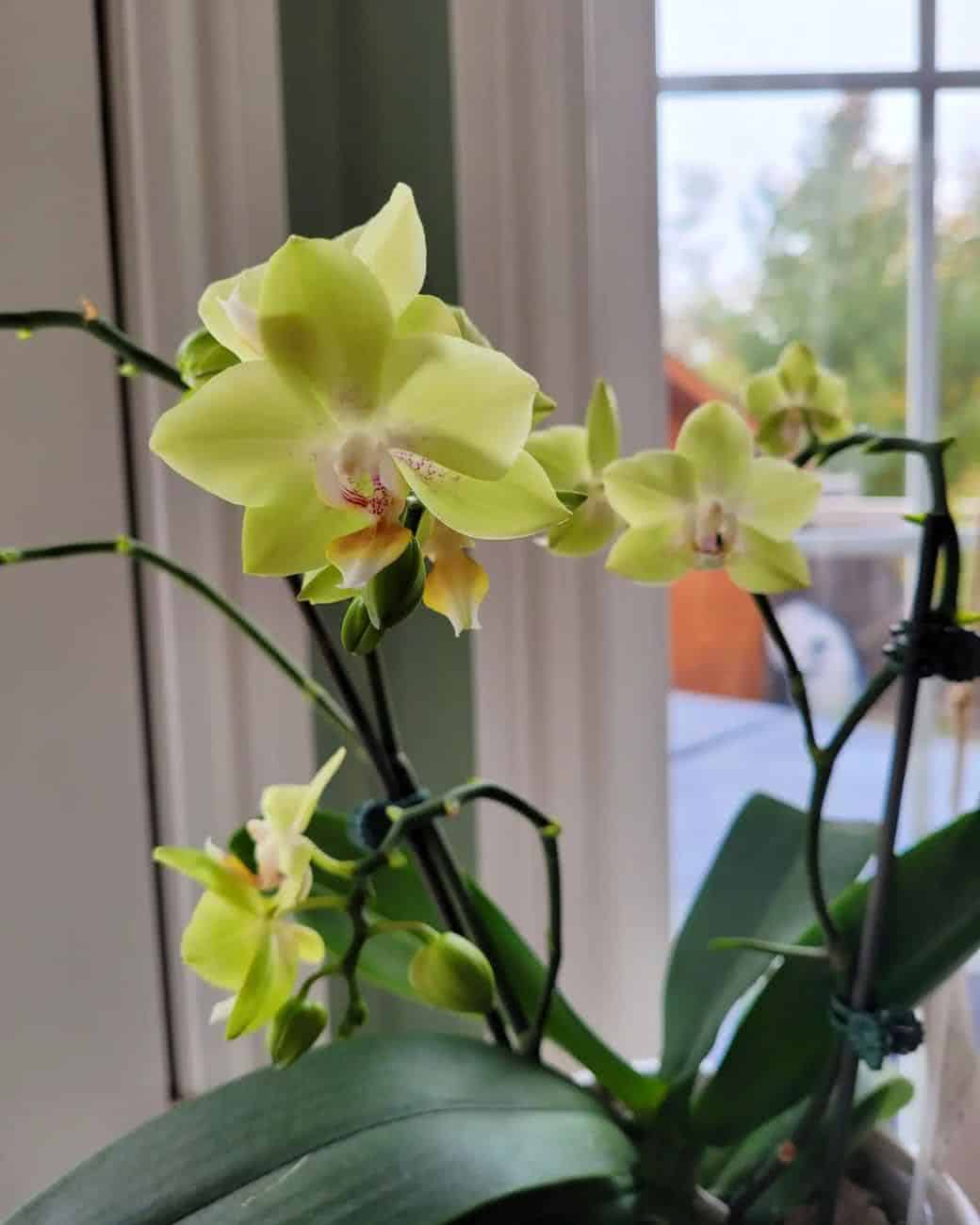 orquídea amarela