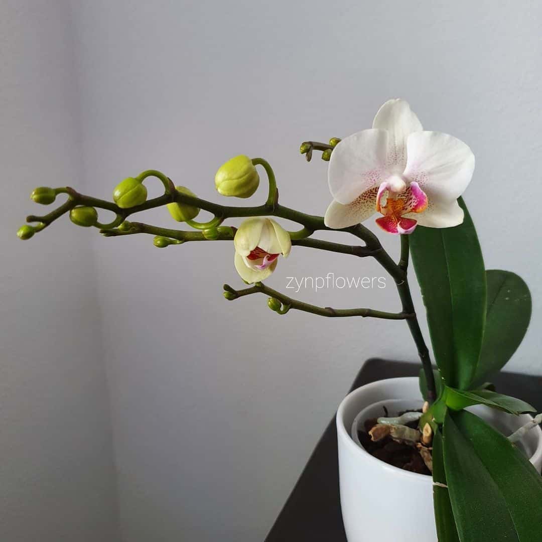 orquídea branca