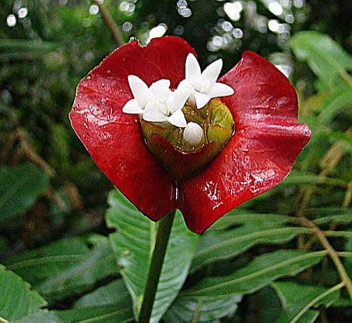 flores da amazônia