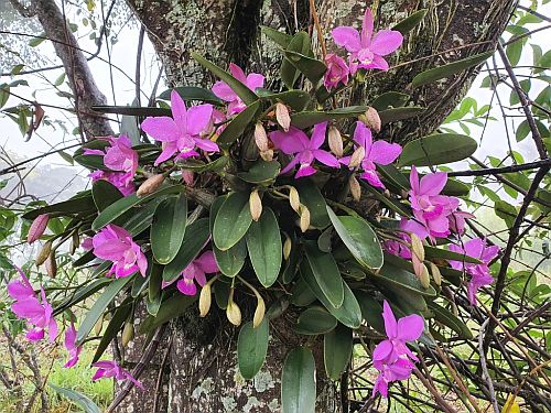 orquídeas do Brasil