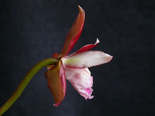 orquídeas do Brasil