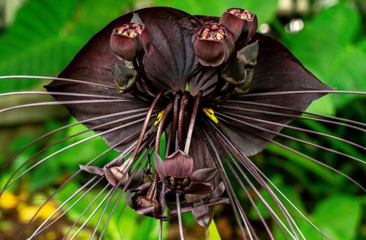 flor-morcego