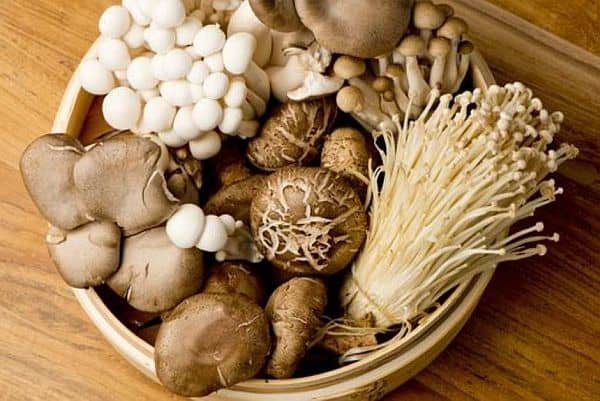 cultivar cogumelos comestíveis