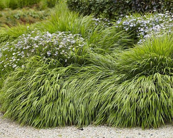 plantas japonesas grama hakone