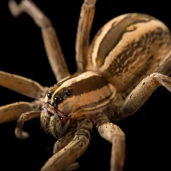 Aranha de Jardim: imagem com aproximação mostrando os detalhes da aranha.