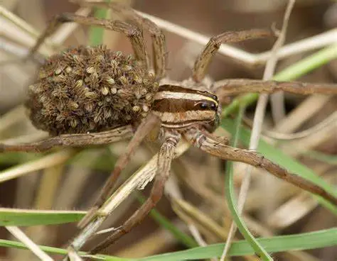 Aranha de Jardim em seu habitat natural
